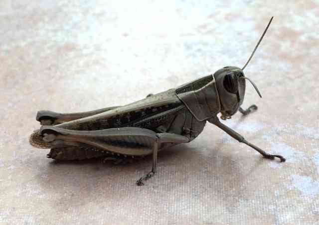 A very handsome grasshopper, on a patio in Alicante, Spain.